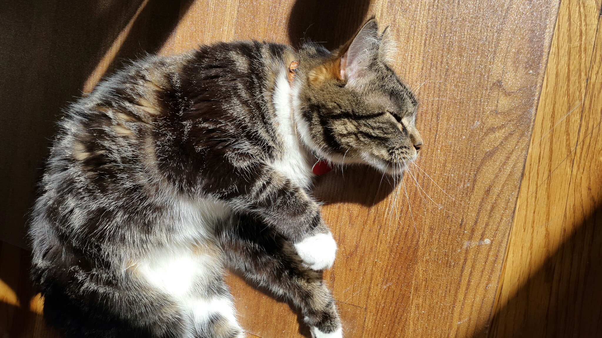 Paul's cat, Caesar